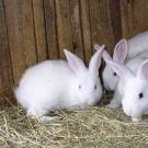 Выгодно ли разводить кроликов?