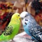 Зарабатываем на разведении попугаев