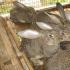 Кролиководство — выгодный бизнес на мясе и мехе