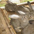 Кролиководство — выгодный бизнес на мясе и мехе