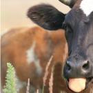 Как разводить породистый крупный рогатый скот Разведение молочных коров как бизнес